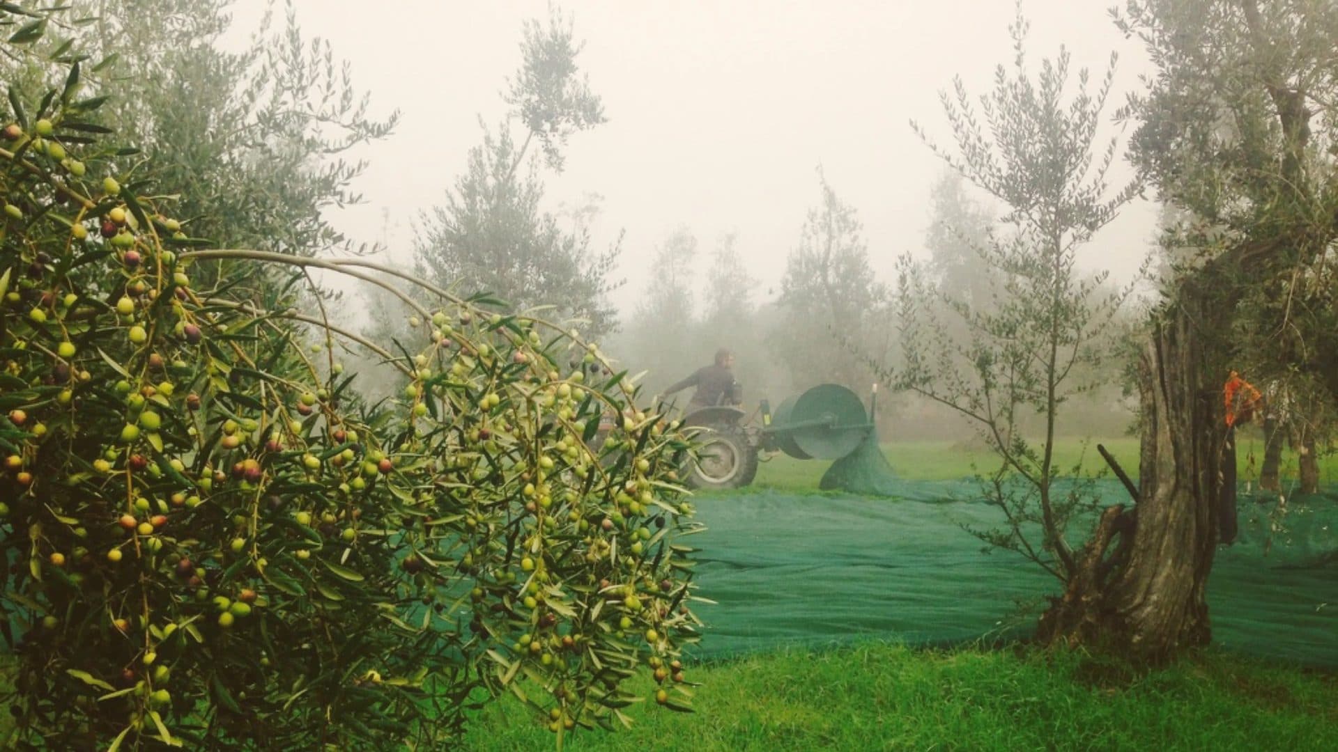 Tractor with harvest net in the Vernalese grove
