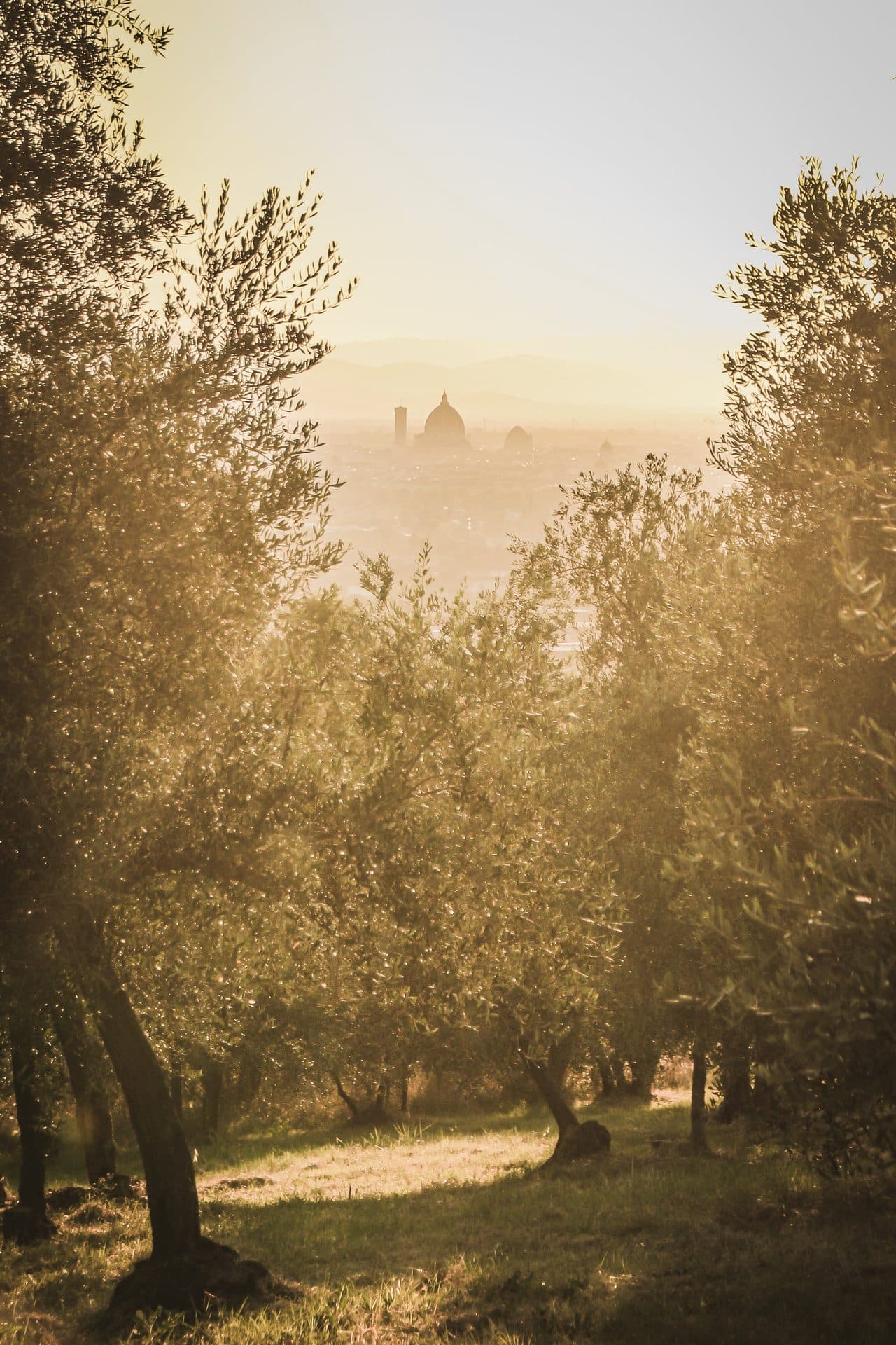View across Florence and the surrounding groves