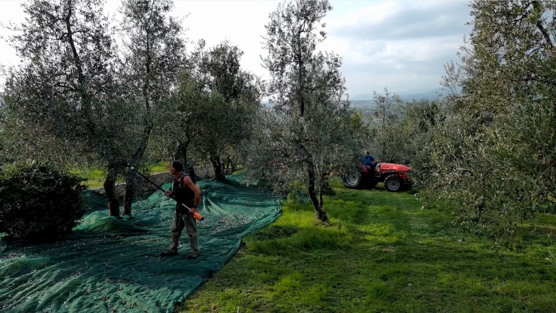 Olive harvest across the Tuscan groves