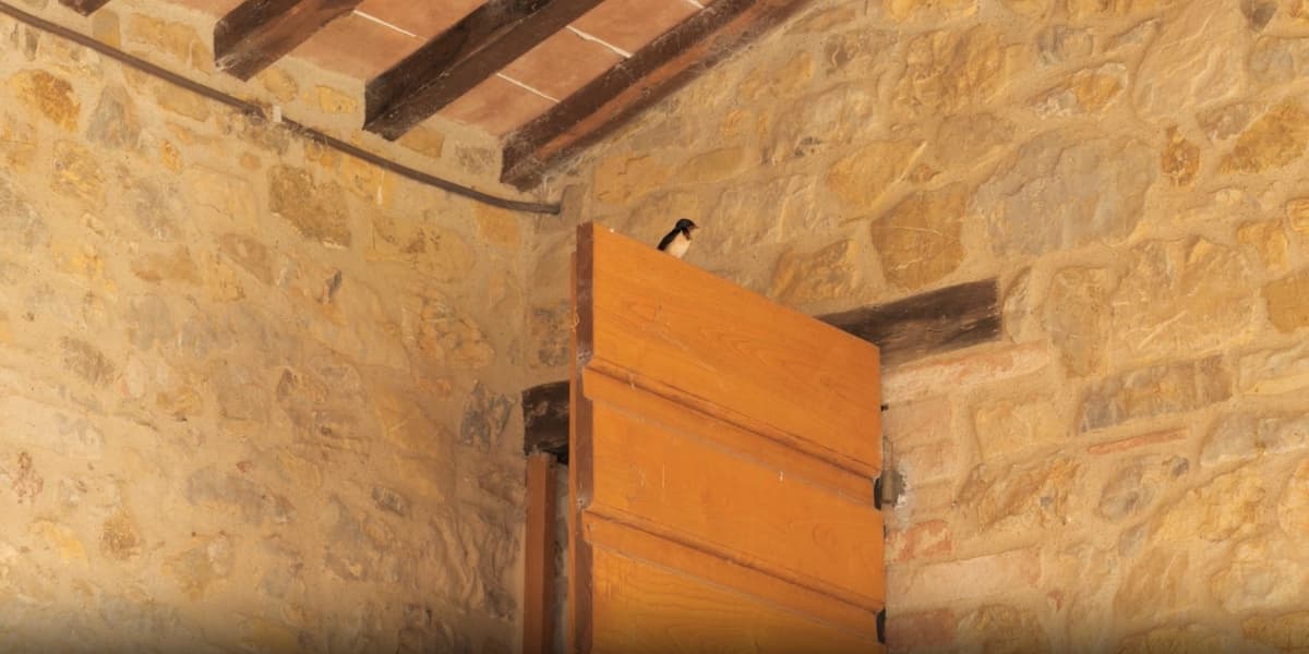 A swallow resting on a barn door inside a stone farmhouse