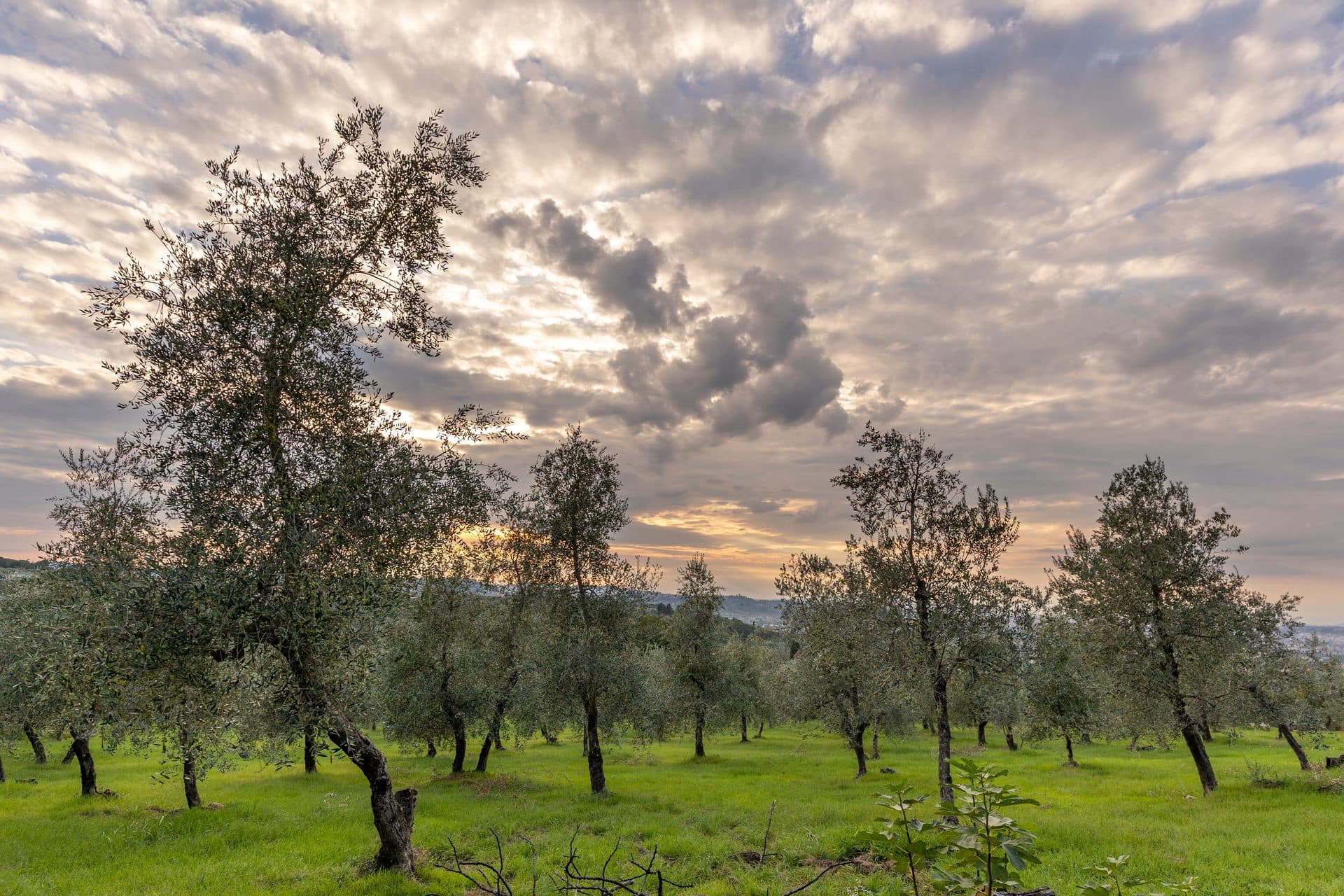 A named grove at scale in the Tuscan hills