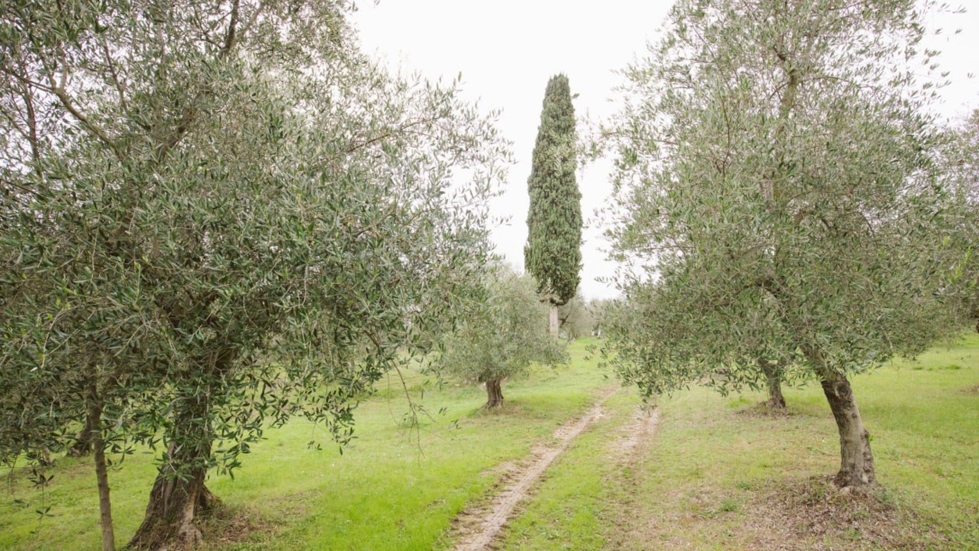 Balatro grove at harvest