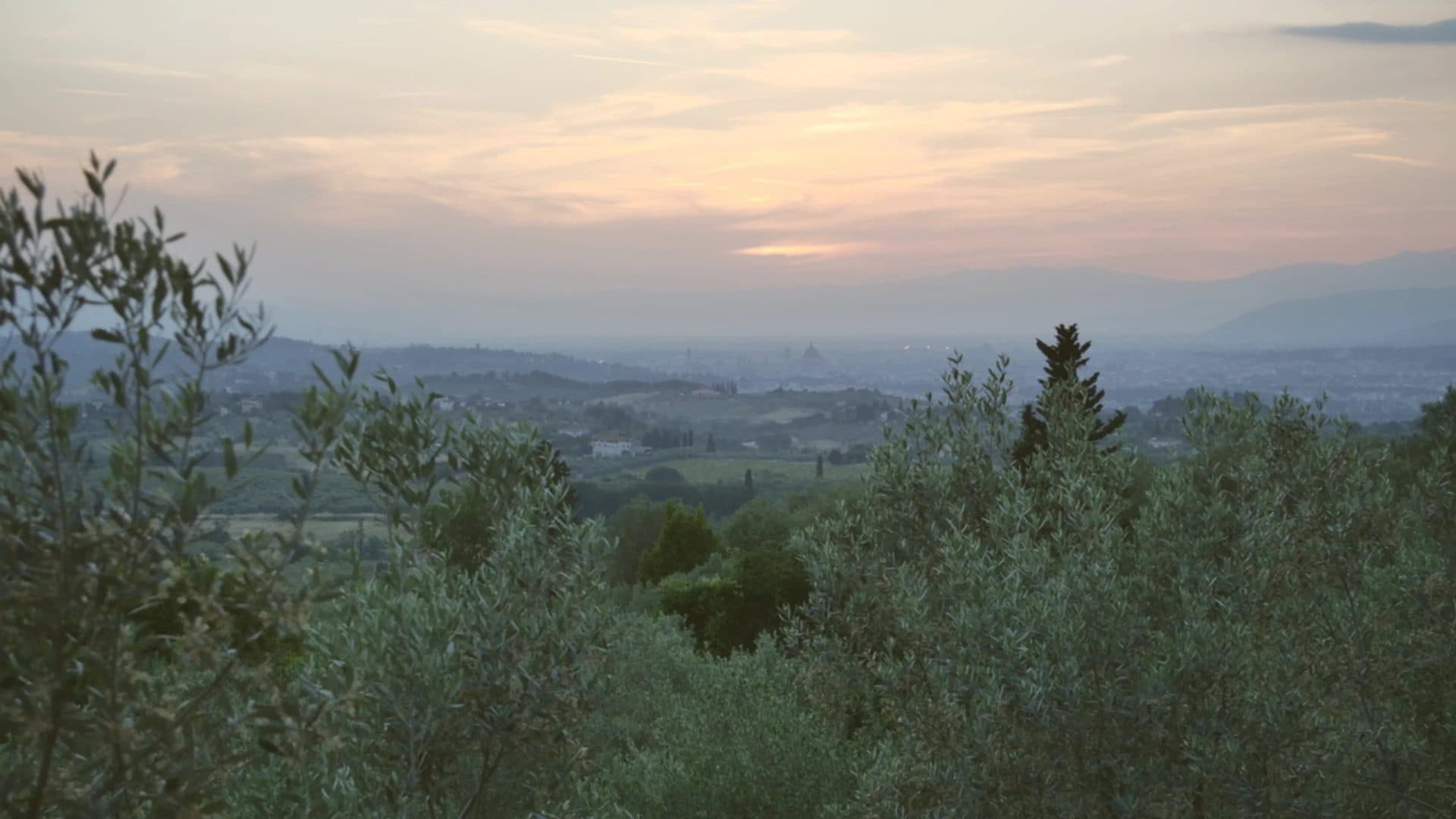 A restored Tuscan olive grove at golden hour