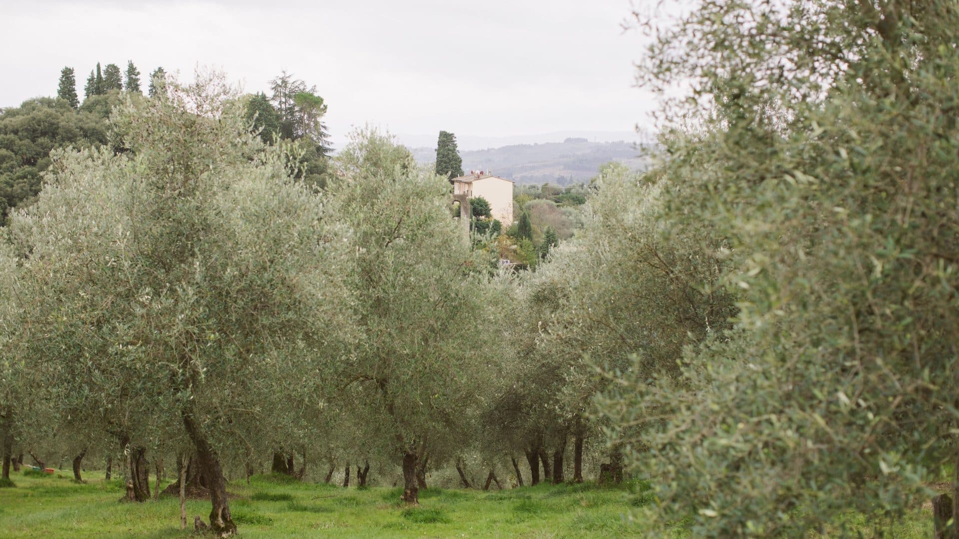 La Torre grove restoration