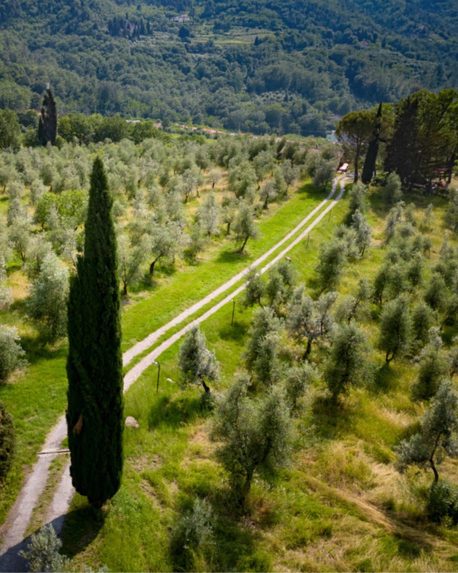 San Donato grove