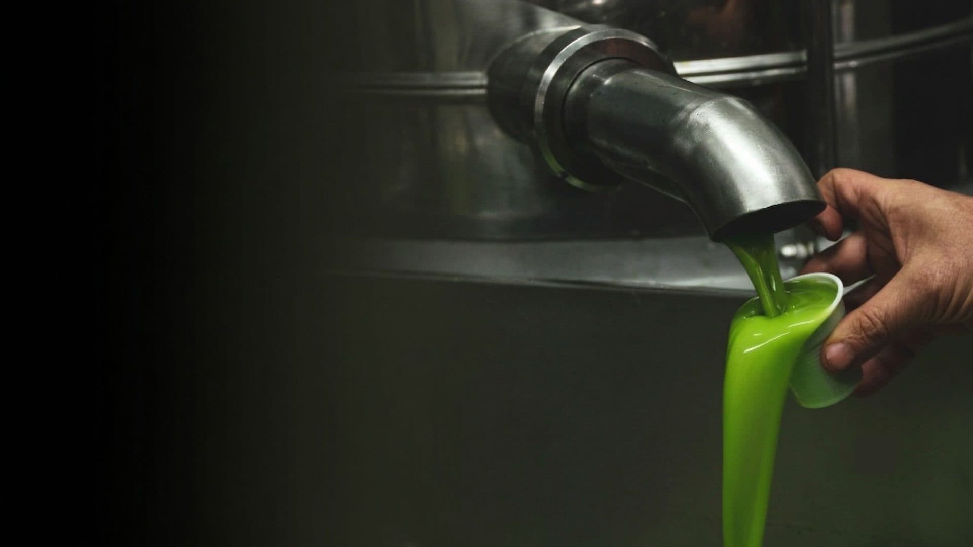 The green mill at olive harvest