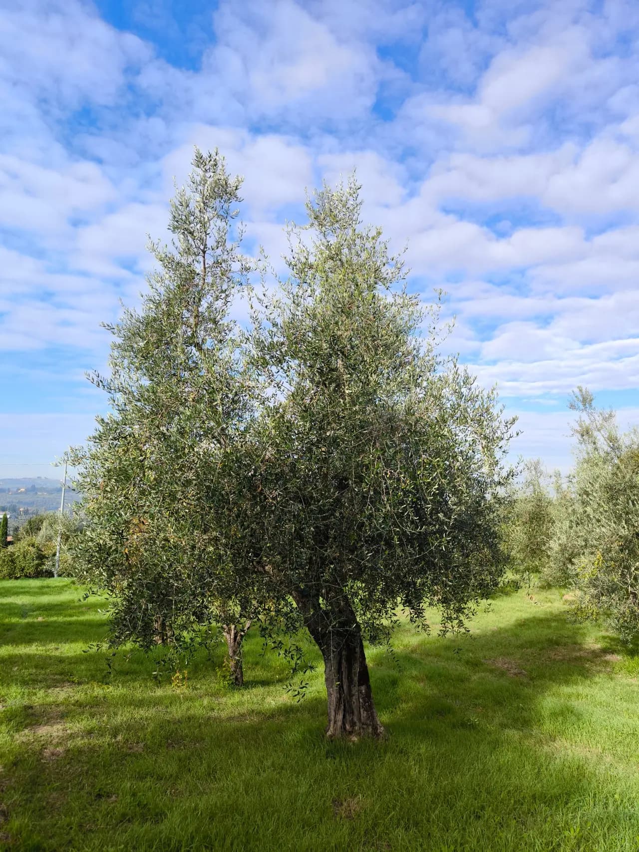 Olive tree OST-0078 (Moraiolo) in the Osteria grove, Tuscany