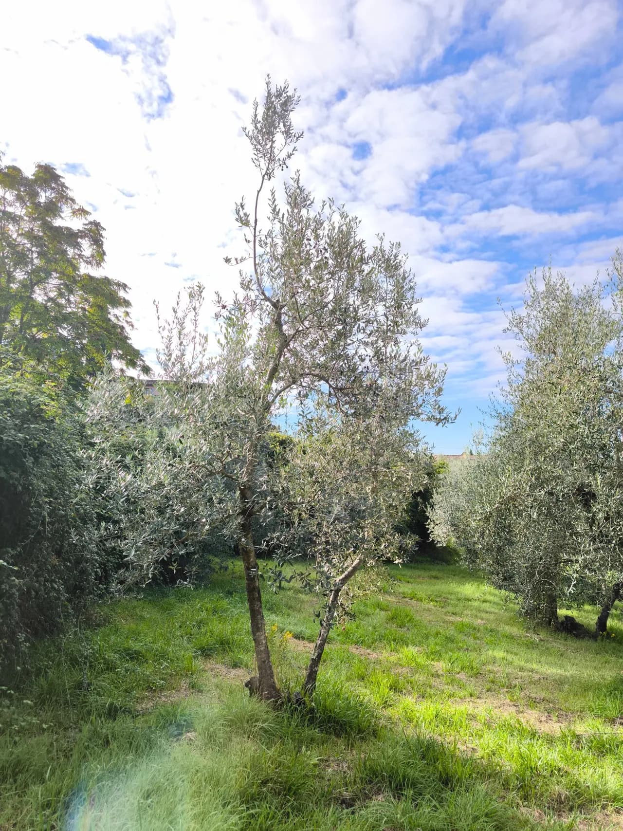 Olive tree OST-0099 (Moraiolo) in the Osteria grove, Tuscany