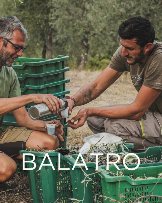 Gift a Rescued Olive Tree: Balatro Grove