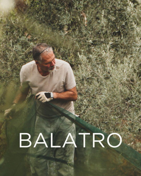 Gift a Rescued Olive Tree: Balatro Grove