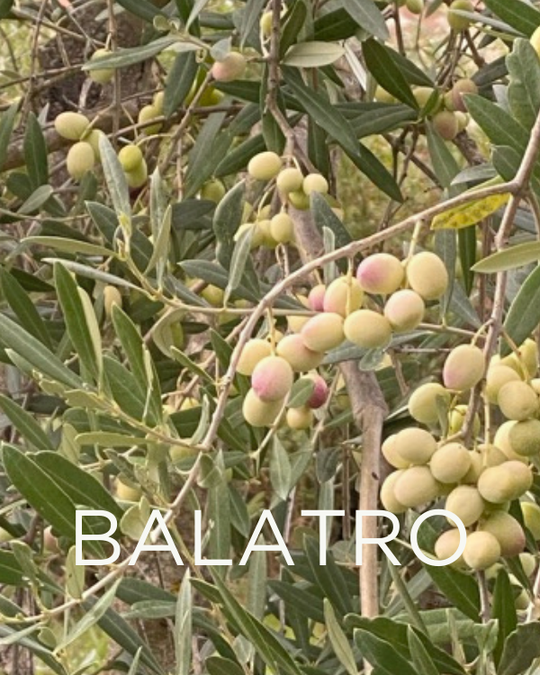 Gift a Rescued Olive Tree: Balatro Grove