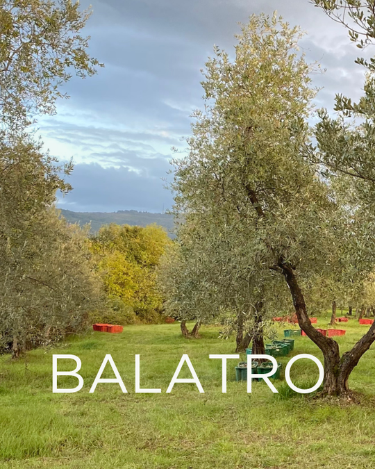 Gift a Rescued Olive Tree: Balatro Grove