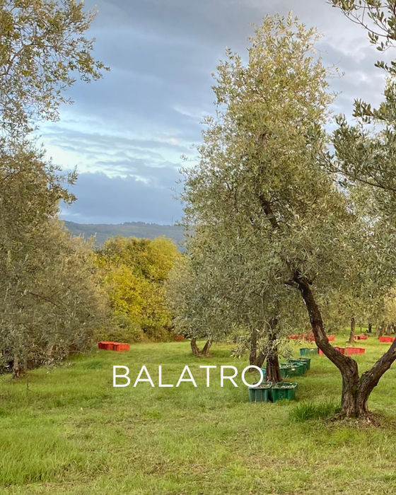 Adopt a Rescued Olive Tree: Balatro