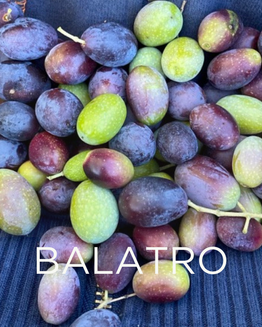 Gift a Rescued Olive Tree: Balatro Grove