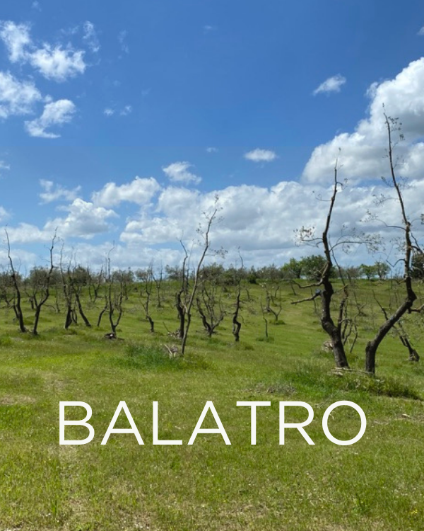 Gift a Rescued Olive Tree: Balatro Grove