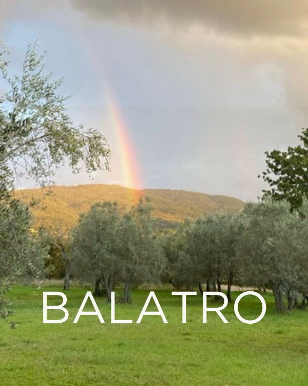 Gift a Rescued Olive Tree: Balatro Grove