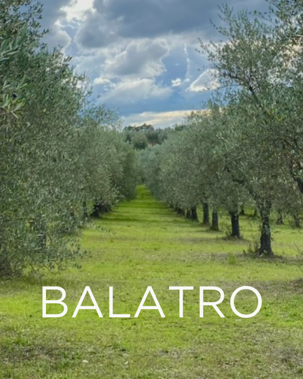 Gift a Rescued Olive Tree: Balatro Grove