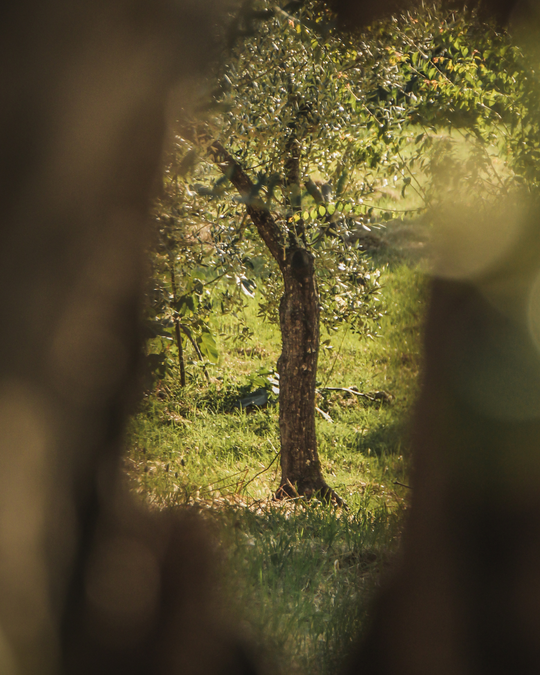 Gift a Rescued Olive Tree