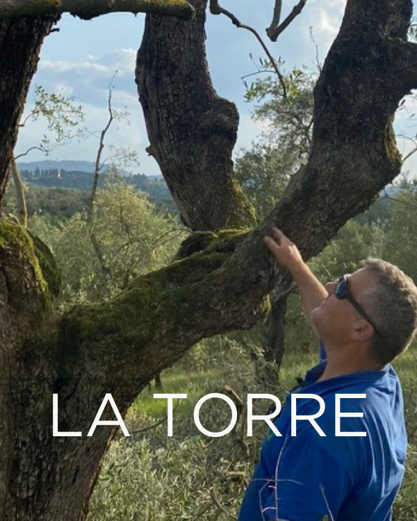 Gift a Rescued Olive Tree: La Torre Grove