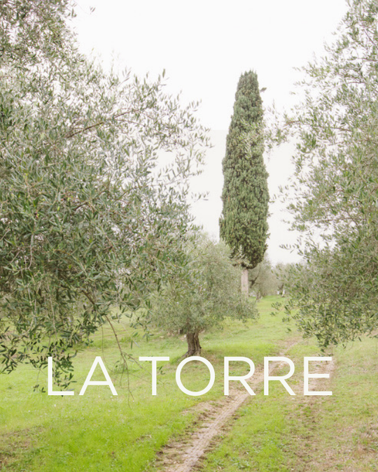 Adopt a Rescued Olive Tree: La Torre