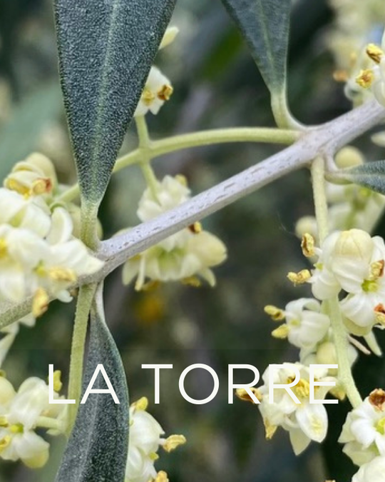 Adopt a Rescued Olive Tree: La Torre