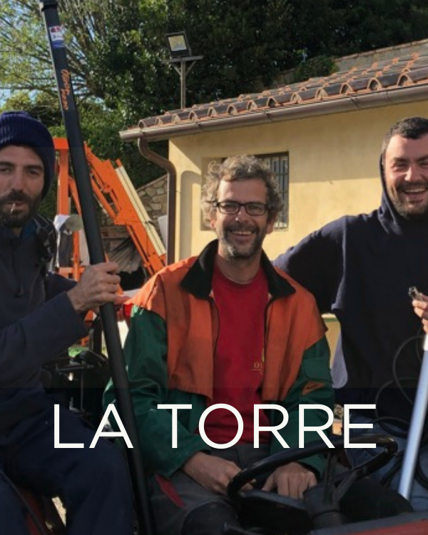 Gift a Rescued Olive Tree: La Torre Grove