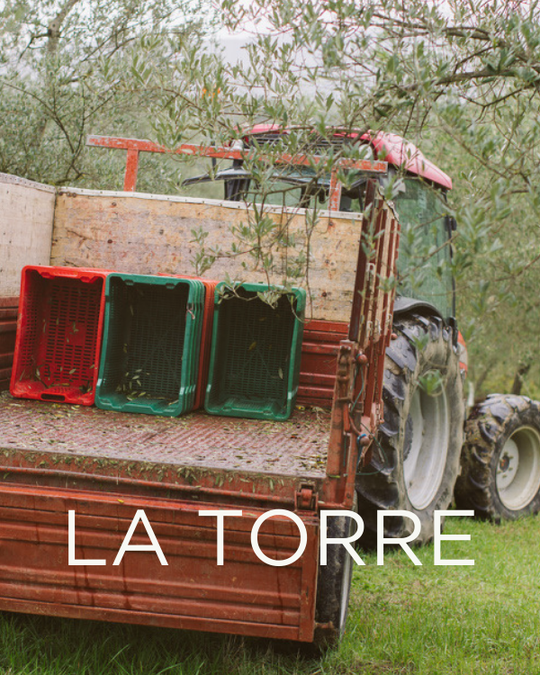 Adopt a Rescued Olive Tree: La Torre