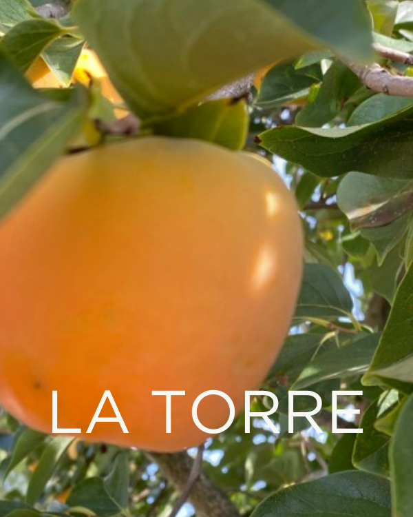 Adopt a Rescued Olive Tree: La Torre