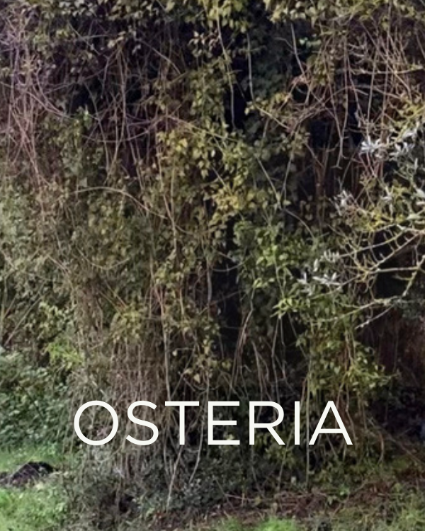 Adopt a Rescued Olive Tree: Osteria