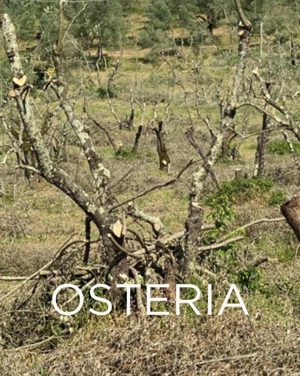 Gift a Rescued Olive Tree: Osteria Grove