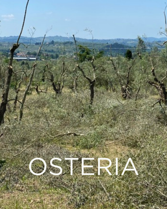 Adopt a Rescued Olive Tree: Osteria