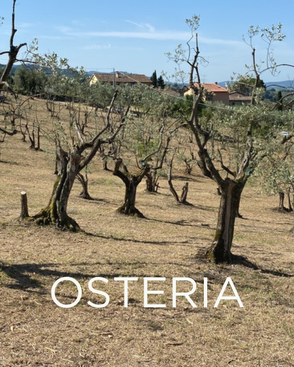 Adopt a Rescued Olive Tree: Osteria