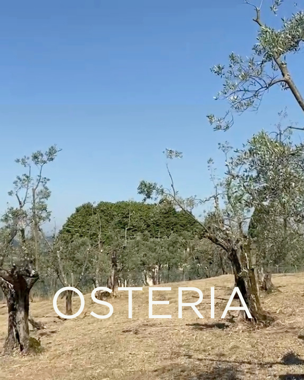 Adopt a Rescued Olive Tree: Osteria