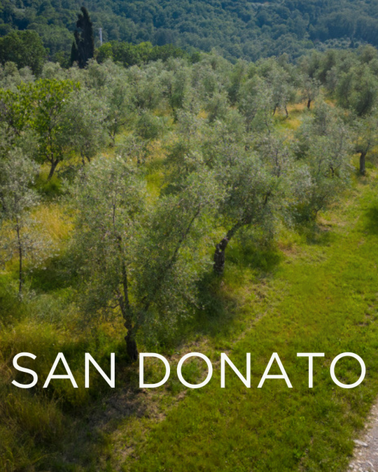 Gift a Rescued Olive Tree: San Donato Grove