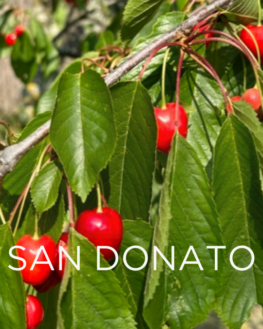 Gift a Rescued Olive Tree: San Donato Grove