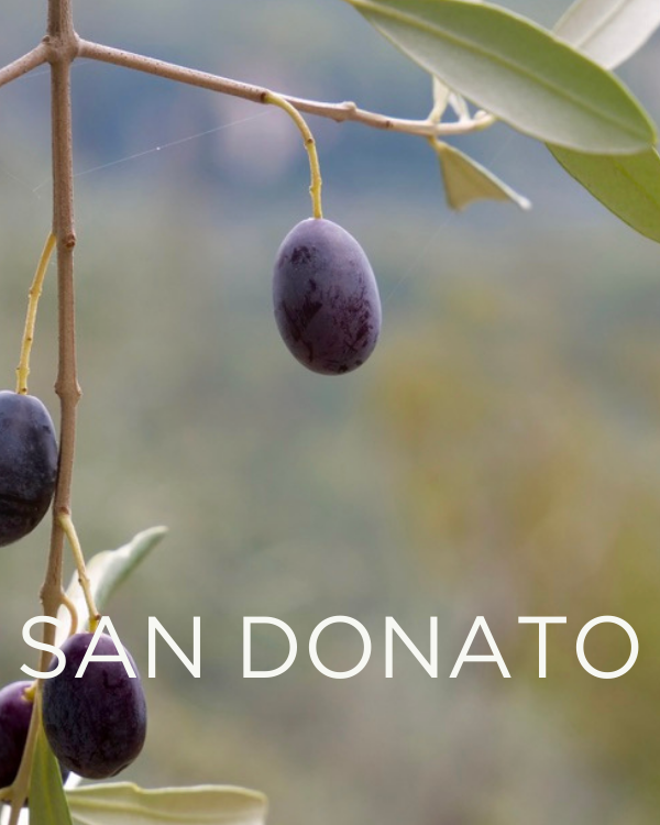 Gift a Rescued Olive Tree: San Donato Grove