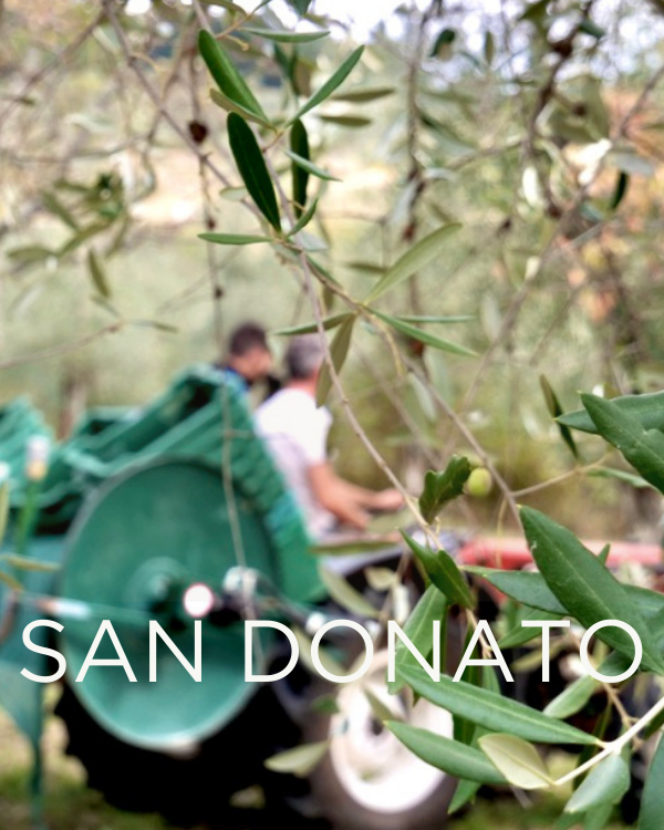 Gift a Rescued Olive Tree: San Donato Grove