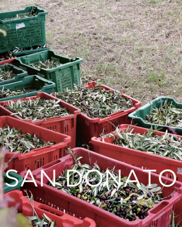 Gift a Rescued Olive Tree: San Donato Grove