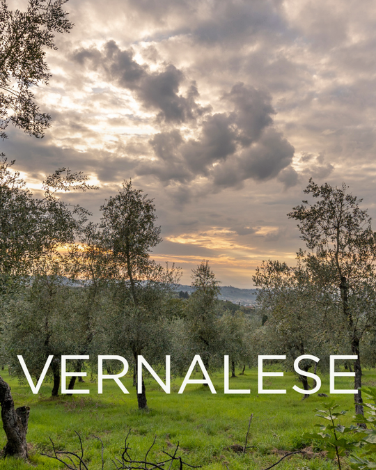 Gift a Rescued Olive Tree: Vernalese Grove