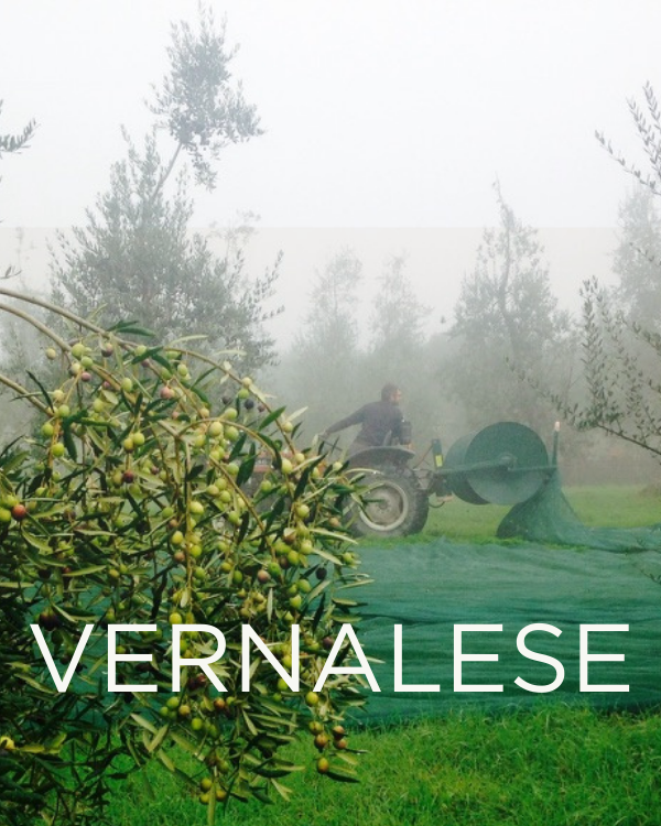 Gift a Rescued Olive Tree: Vernalese Grove