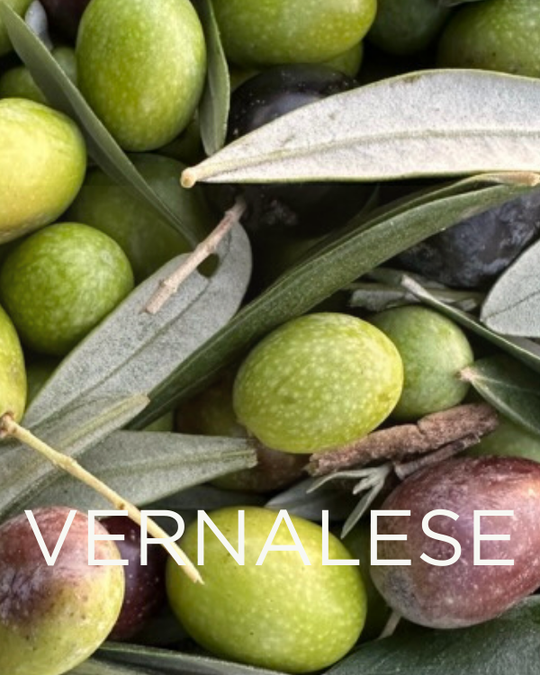 Gift a Rescued Olive Tree: Vernalese Grove